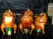 drunk-chickens